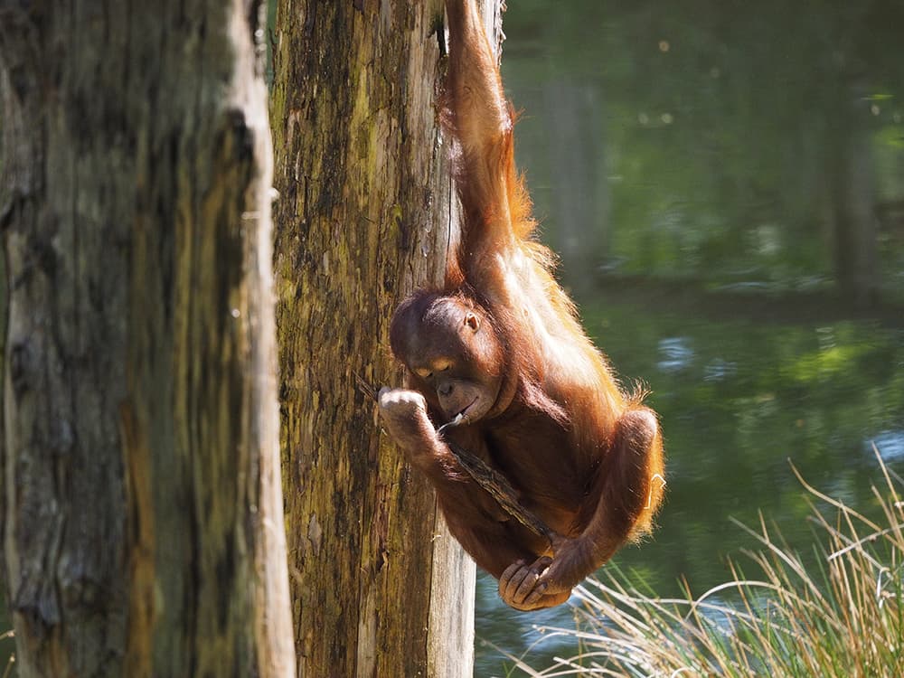 orangutan